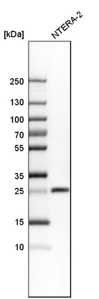 Western blot analysis in human cell line NTERA-2.