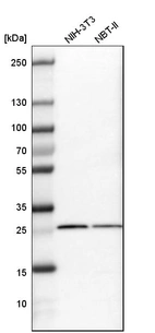 Western blot analysis in mouse cell line NIH-3T3 and rat cell line NBT-II.