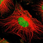 Immunofluorescent staining of human cell line U-251 MG shows localization to nucleus & cytosol.