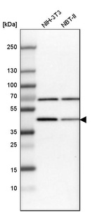 Western blot analysis in mouse cell line NIH-3T3 and rat cell line NBT-II.