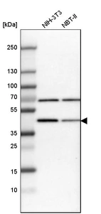 Western blot analysis in mouse cell line NIH-3T3 and rat cell line NBT-II.