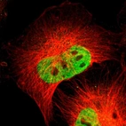 Immunofluorescent staining of human cell line U-251 MG shows localization to nucleoplasm.