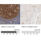 Anti-UBE2J1 Antibody