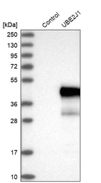 Western blot analysis in control (vector only transfected HEK293T lysate) and UBE2J1 over-expression lysate (Co-expressed with a C-terminal myc-DDK tag (~3.1 kDa) in mammalian HEK293T cells, LY414230).