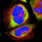 Immunofluorescent staining of human cell line A-431 shows localization to cytosol & endoplasmic reticulum.
