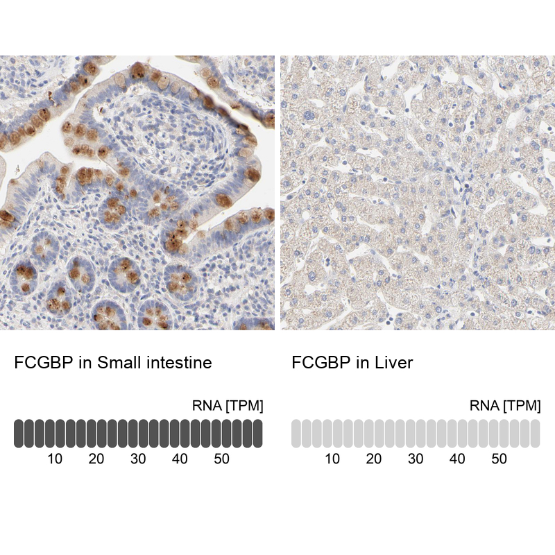 Anti-FCGBP Antibody