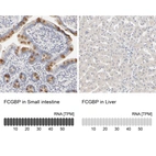 Anti-FCGBP Antibody