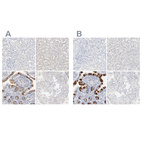 Anti-FCGBP Antibody