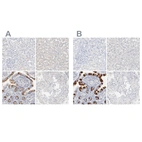 Immunohistochemical staining of human kidney, liver, small intestine and testis using Anti-FCGBP antibody HPA003517 (A) shows similar protein distribution across tissues to independent antibody HPA003564 (B).