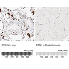 Anti-CTSH Antibody