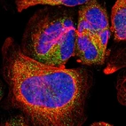 Immunofluorescent staining of human cell line U-2 OS shows localization to vesicles.