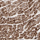 Immunohistochemical staining of human heart muscle shows high expression.