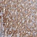 Anti-OXA1L Antibody