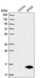 Western blot analysis in control (vector only transfected HEK293T lysate) and GNG2 over-expression lysate (Co-expressed with a C-terminal myc-DDK tag (~3.1 kDa) in mammalian HEK293T cells, LY403285).