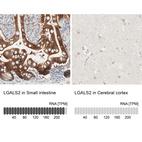 Anti-LGALS2 Antibody