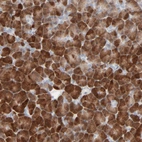 Immunohistochemical staining of human pancreas shows strong cytoplasmic positivity in exocrine glandular cells.