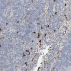 Immunohistochemical staining of human lymph node shows strong cytoplasmic positivity in non - germinal center cells.