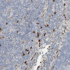 Immunohistochemical staining of human lymph node shows moderate cytoplasmic positivity in non-germinal center cells.