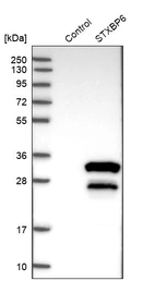 Western blot analysis in control (vector only transfected HEK293T lysate) and STXBP6 over-expression lysate (Co-expressed with a C-terminal myc-DDK tag (~3.1 kDa) in mammalian HEK293T cells, LY415452).