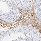 Immunohistochemical staining of human testis shows strong extracellular space positivity in Leydig cells.