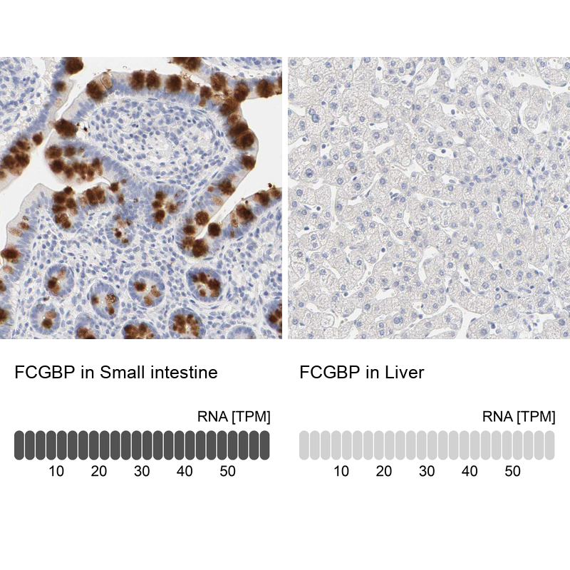 Anti-FCGBP Antibody