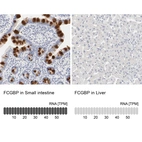 Anti-FCGBP Antibody