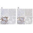 Immunohistochemical staining of human kidney, liver, small intestine and testis using Anti-FCGBP antibody HPA003564 (A) shows similar protein distribution across tissues to independent antibody HPA003517 (B).