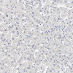 Anti-FCGBP Antibody