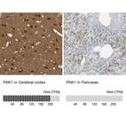 Anti-PAK1 Antibody