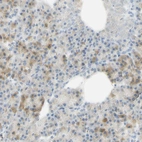 Immunohistochemical staining of human pancreas shows no positivity in endocrine glandular cells as expected.