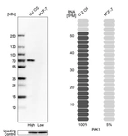 Western blot analysis in human cell lines U2OS and MCF-7 using Anti-PAK1 antibody. Corresponding PAK1 RNA-seq data are presented for the same cell lines. Loading control: Anti-GAPDH.