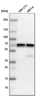 Western blot analysis in mouse cell line NIH-3T3 and rat cell line NBT-II.