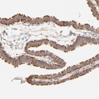 Anti-RPS20 Antibody