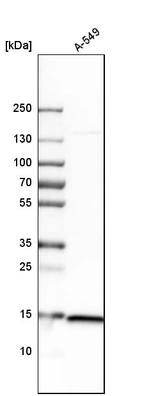 Western blot analysis in human cell line A-549.