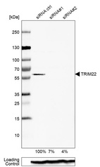 Western blot analysis in U-87MG ATCC cells transfected with control siRNA, target specific siRNA probe #1 and #2, using Anti-TRIM22 antibody. Remaining relative intensity is presented. Loading control: Anti-PPIB.