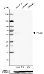 Western blot analysis in U-87MG ATCC cells transfected with control siRNA, target specific siRNA probe #1 and #2, using Anti-TRIM22 antibody. Remaining relative intensity is presented. Loading control: Anti-PPIB.
