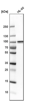 Western blot analysis in human cell line HL-60.