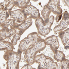 Immunohistochemical staining of human placenta shows moderate cytoplasmic positivity in trophoblastic cells.