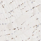 Anti-FAM50A Antibody