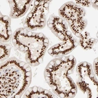 Immunohistochemical staining of human small intestine shows strong nuclear positivity in glandular cells.