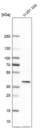 Western blot analysis in human cell line U-251 MG.