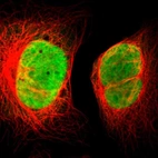 Immunofluorescent staining of human cell line U-2 OS shows localization to nucleoplasm.
