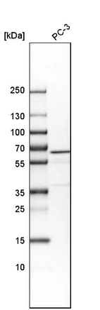 Western blot analysis in human cell line PC-3.