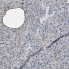 Immunohistochemical staining of human pancreas shows low expression as expected.