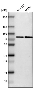 Western blot analysis in mouse cell line NIH-3T3 and rat cell line NBT-II.