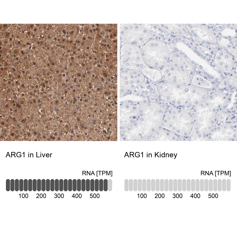 Anti-ARG1 Antibody
