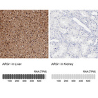 Anti-ARG1 Antibody