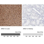 Anti-ARG1 Antibody