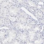 Anti-ARG1 Antibody