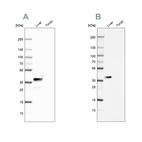 Anti-ARG1 Antibody